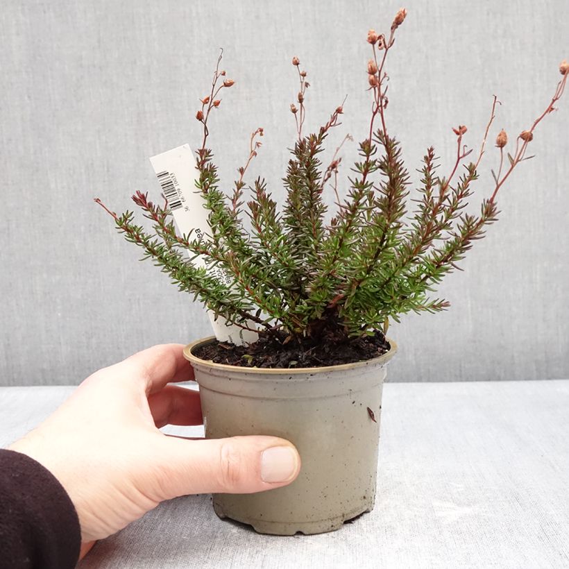 Daboecia cantabrica Purpurea Vaso da Ø 10 cm/11 cm esemplare consegnato in inverno