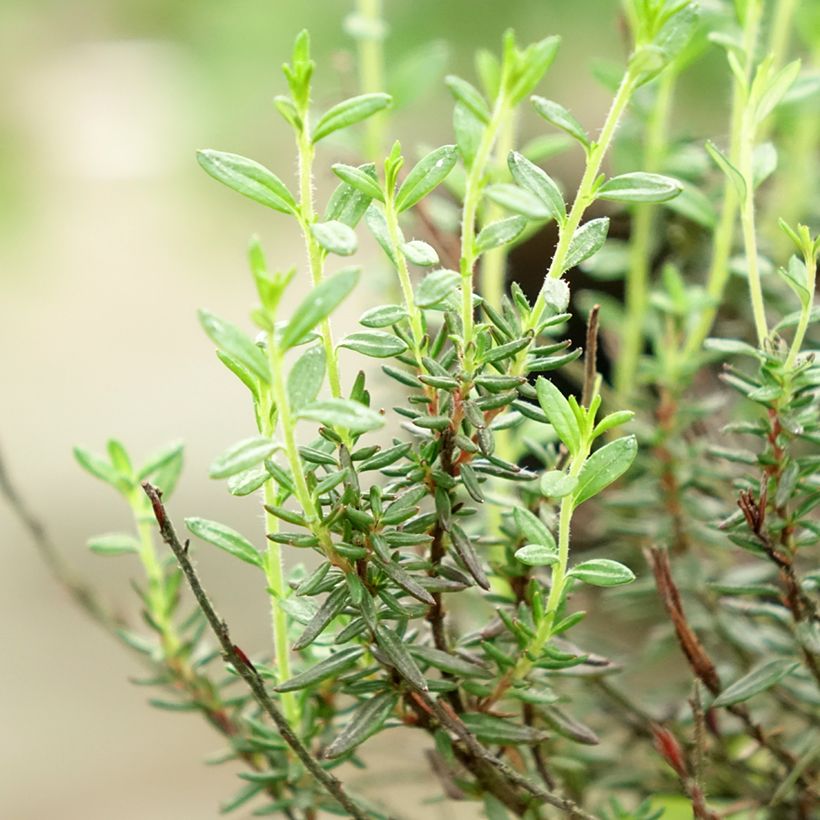 Daboecia cantabrica Purpurea (Fogliame)