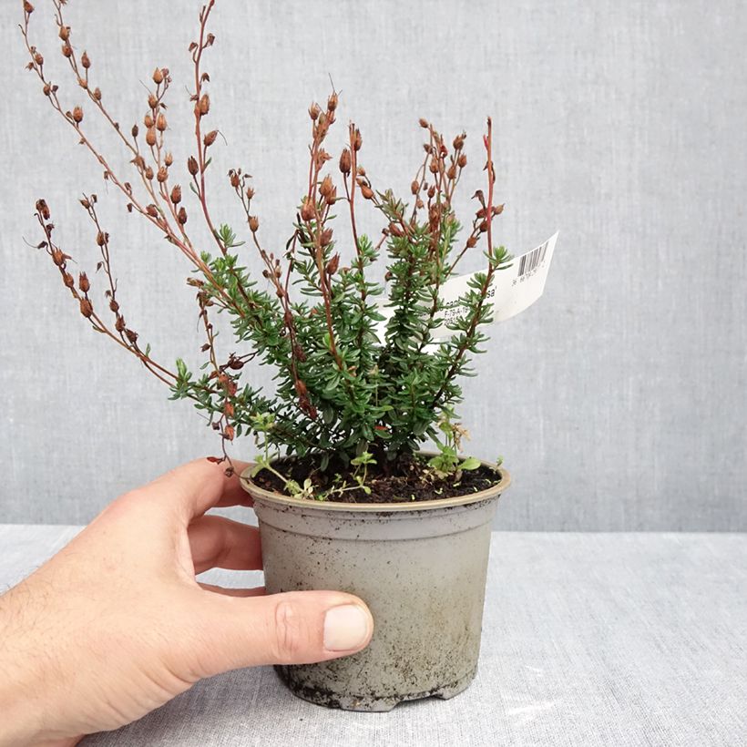 Esemplare di Daboecia cantabrica Vanessa Vaso da Ø 10 cm/11 cm come consegnato in autunno