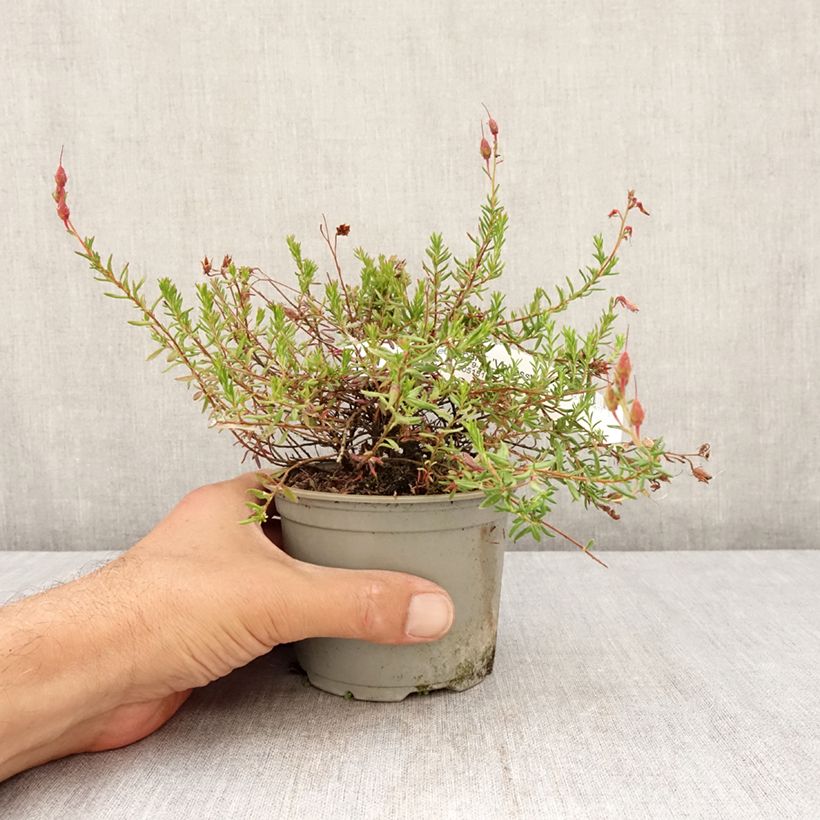 Esemplare di Daboecia cantabrica Vanessa Vaso da Ø 12 cm / 13 cm consegnato in estate