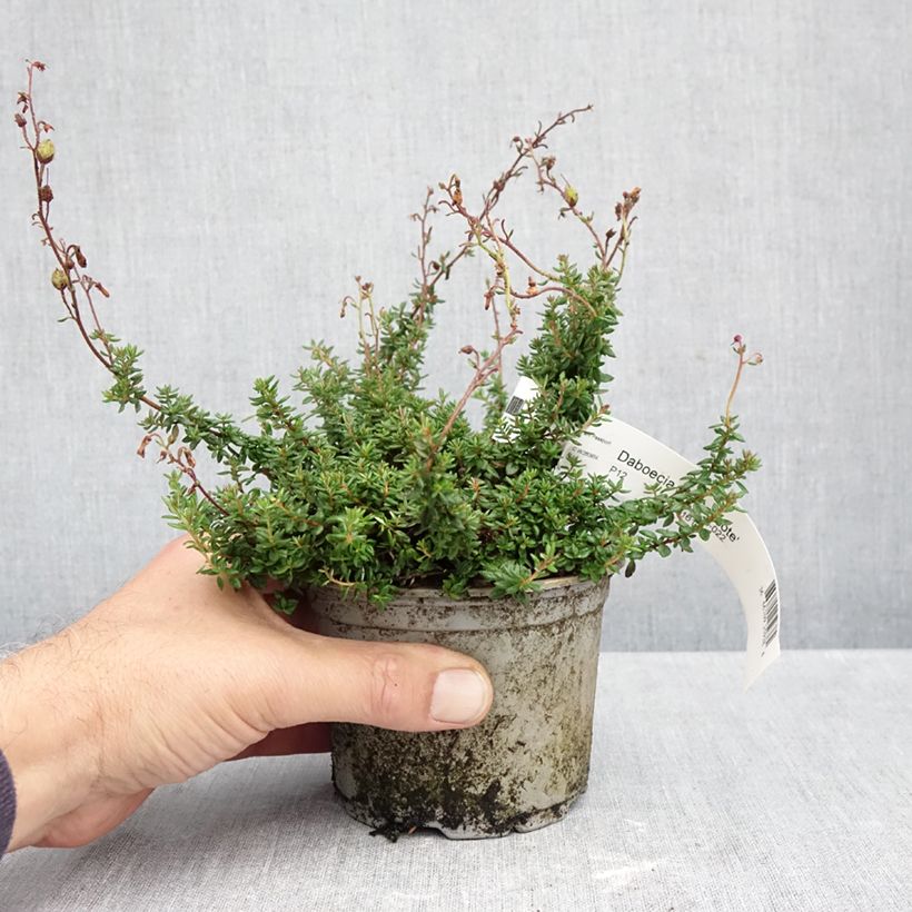Esemplare di Daboecia scotica Goscote Vaso da Ø 10 cm/11 cm come consegnato in autunno