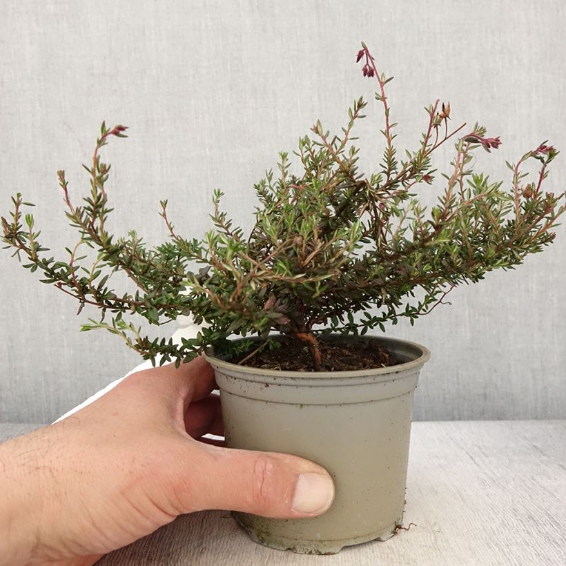 Daboecia scotica Goscote Vaso da Ø 12 cm / 13 cm esemplare consegnato in primavera