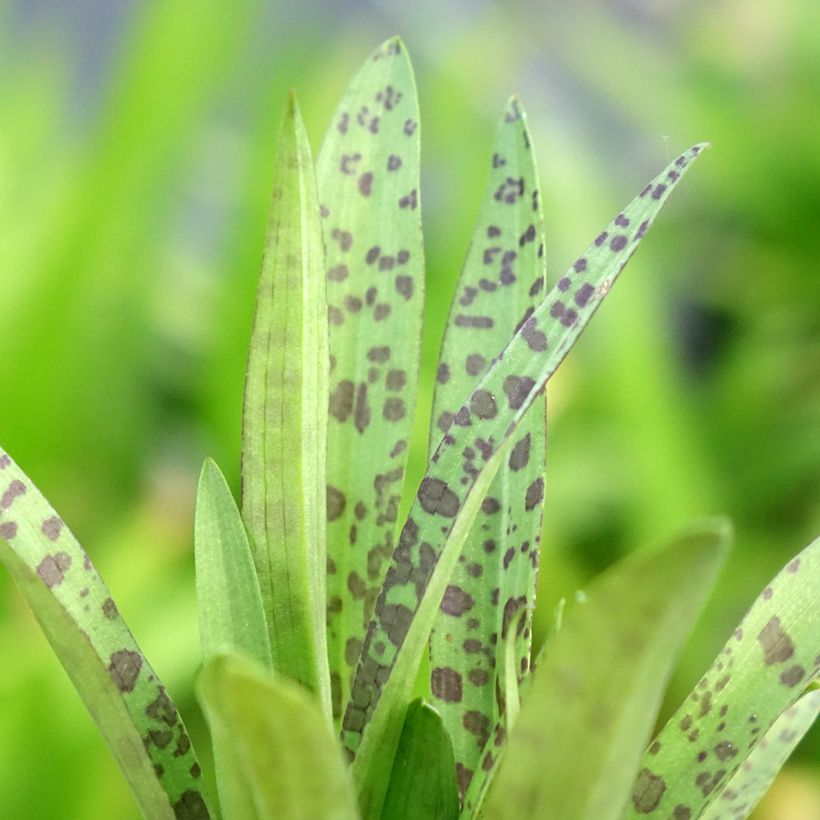 Dactylorhiza alpestris (Fogliame)