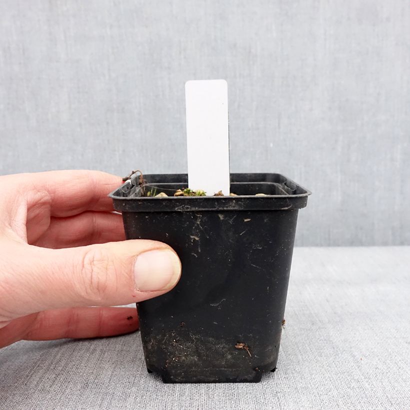 Dactylorhiza alpestris Vasetto da 8/9 cm esemplare consegnato in inverno