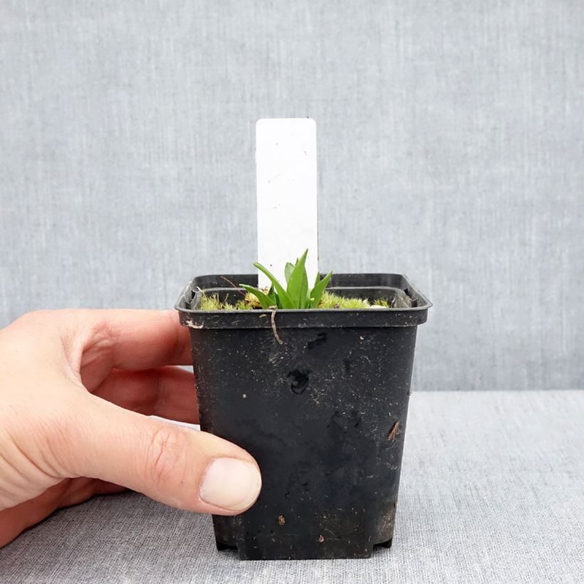 Dactylorhiza alpestris Vasetto da 8/9 cm esemplare consegnato in primavera