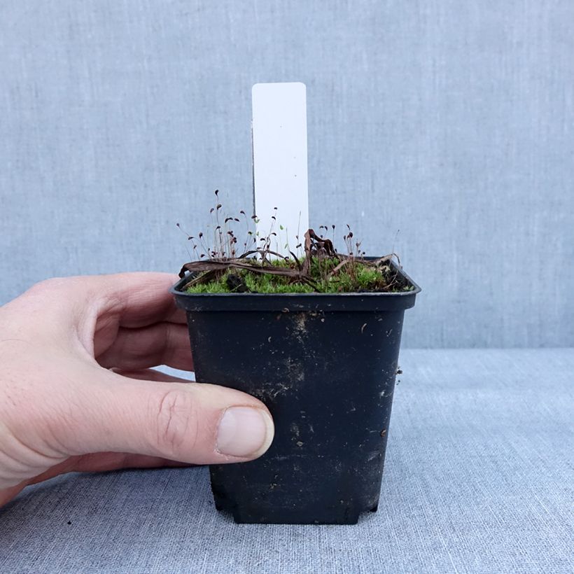 Dactylorhiza Foliorella Vasetto da 8/9 cm esemplare consegnato in inverno