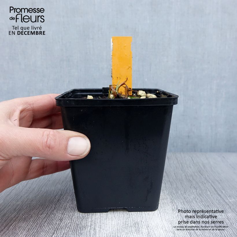 Dactylorhiza fuchsii Vasetto da 8/9 cm esemplare consegnato in inverno