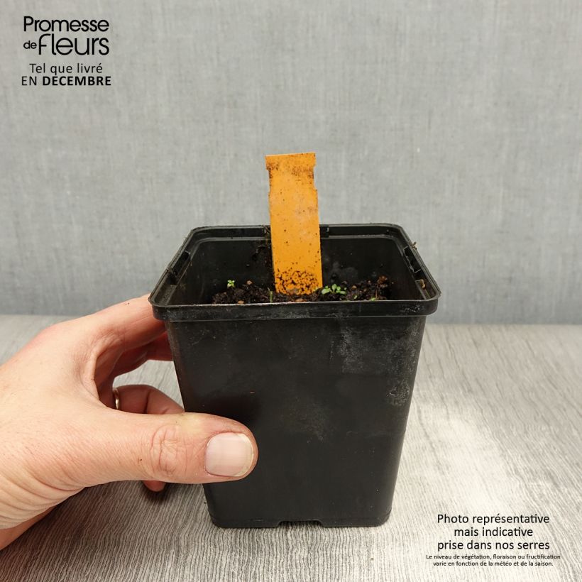 Dactylorhiza maculata - Orchidea maculata Vasetto da 8/9 cm esemplare consegnato in inverno