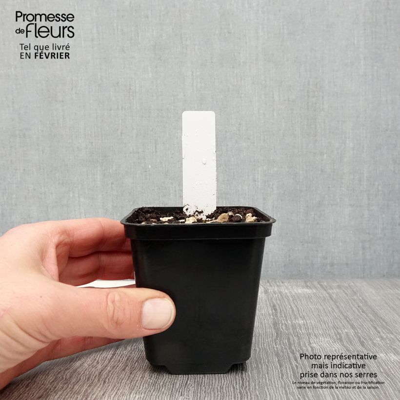 Dactylorhiza praetermissa Vasetto da 8/9 cm esemplare consegnato in inverno