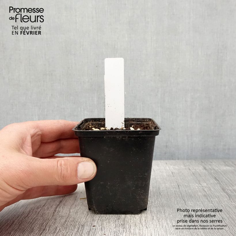 Dactylorhiza purpurella Vasetto da 8/9 cm esemplare consegnato in inverno