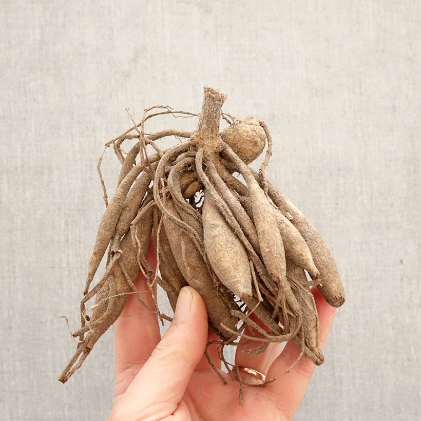 Dalia decorativa Alloway Cottage Bulbo esemplare consegnato in primavera