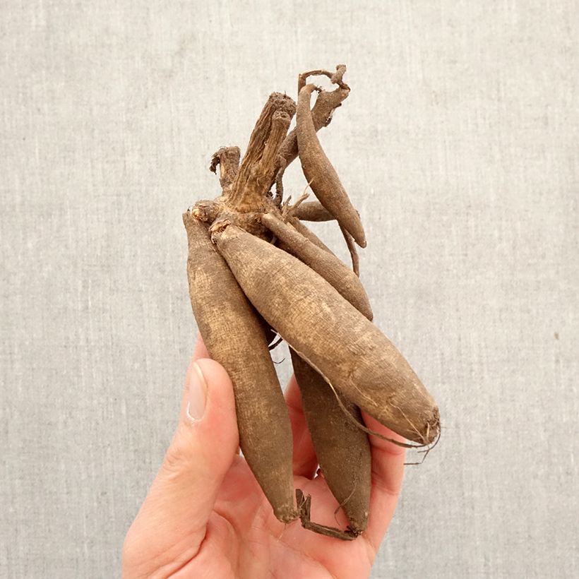 Dalia a fior d'anemone Blue Bayou Bulbo taglia I esemplare consegnato in primavera