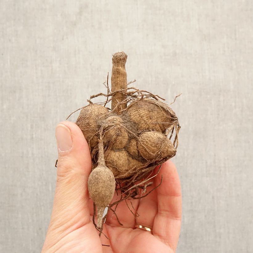 Dalia a fior d'anemone Floorinoot Bulbo taglia I esemplare consegnato in primavera