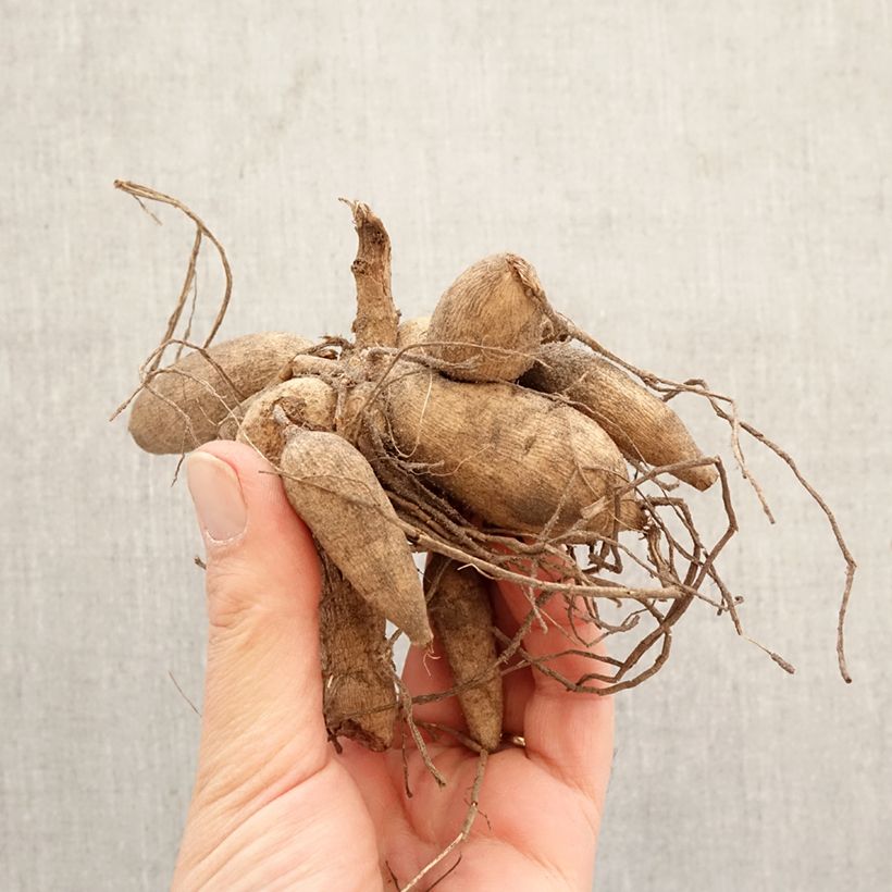 Dalia a fior d'anemone Jive Bulbo taglia I esemplare consegnato in primavera