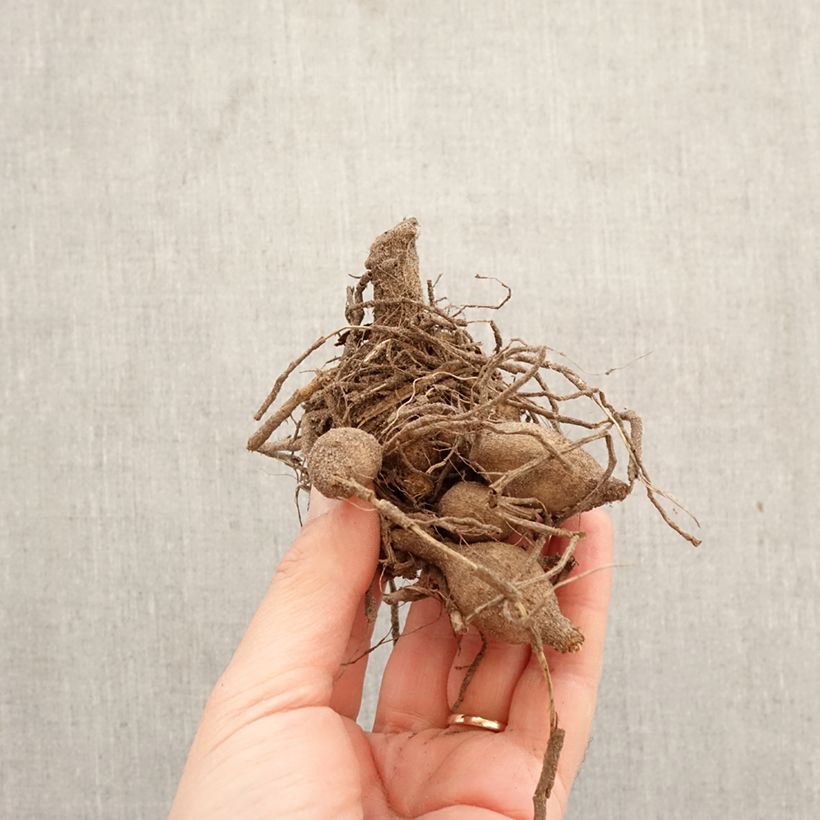 Dalia a fior d'anemone Polka Bulbo taglia I esemplare consegnato in primavera