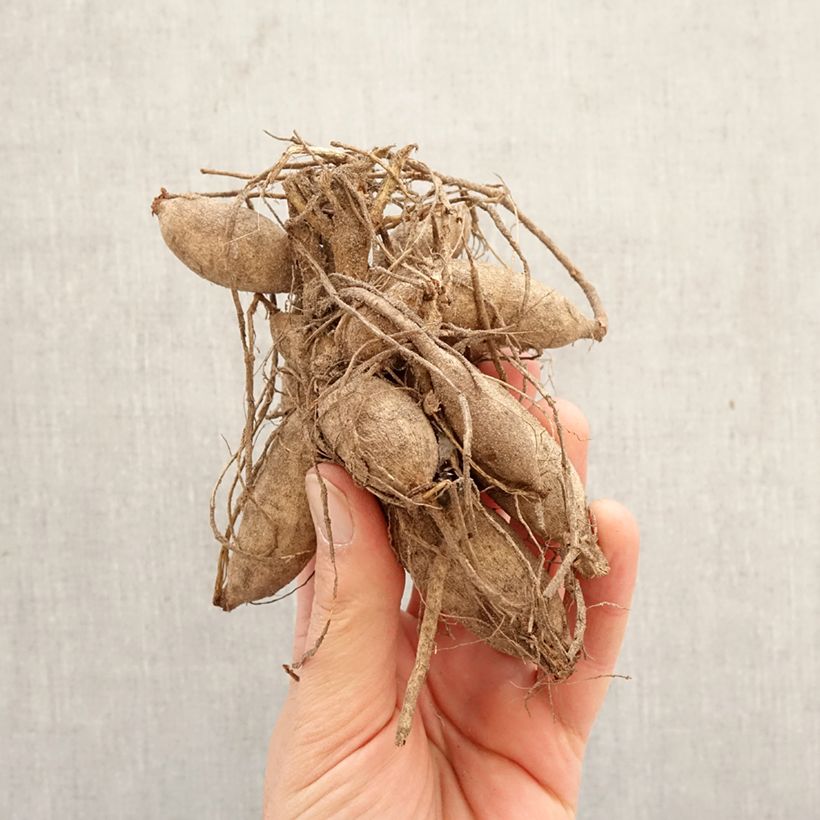 Dalia a fior d'anemone Poodle Skirt Bulbo taglia I esemplare consegnato in primavera