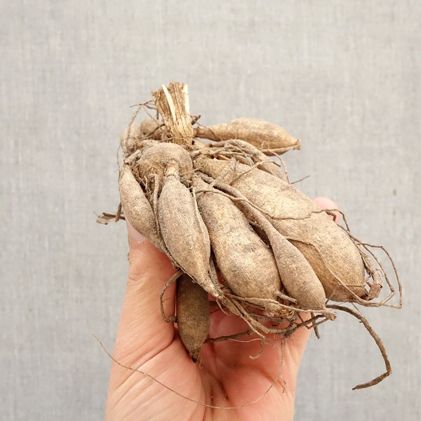 Dalia a fior d'anemone Princess Nadine Bulbo taglia I esemplare consegnato in primavera