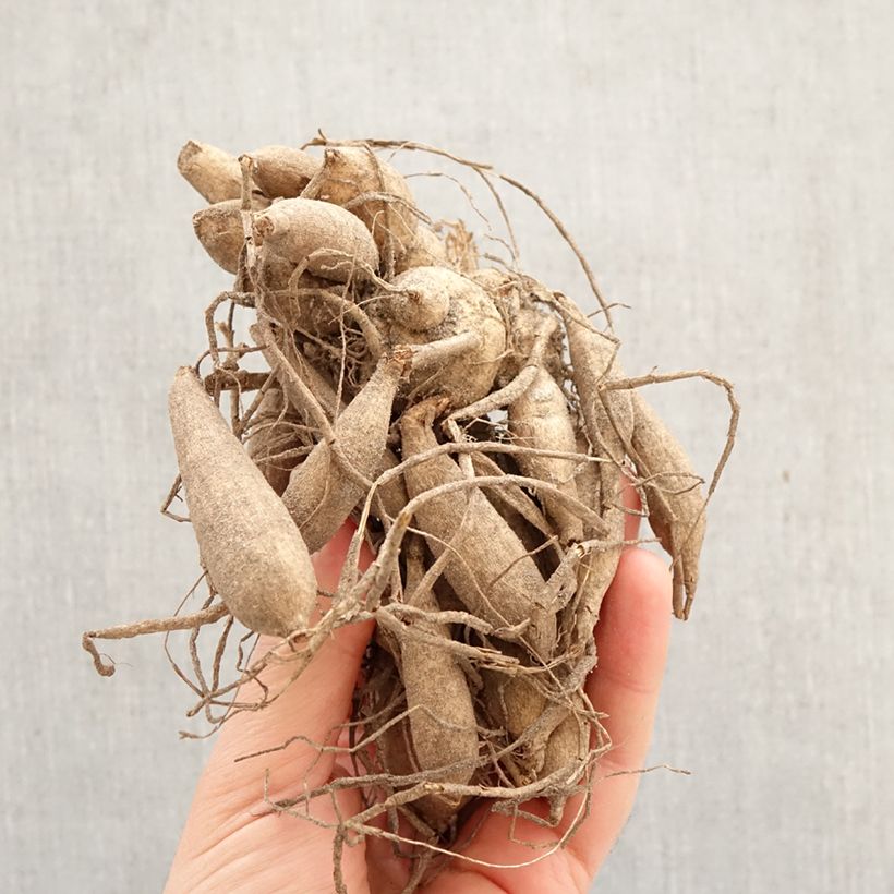 Dalia a fior d'anemone Purpinca Bulbo taglia I esemplare consegnato in primavera