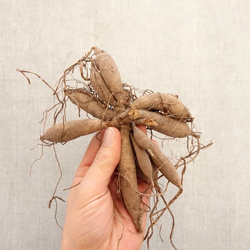 Dalia ball Bantling Bulbo taglia I esemplare consegnato in primavera