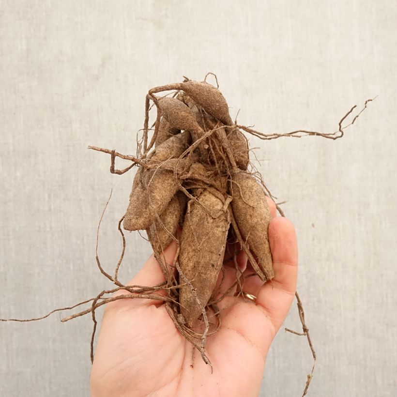 Dalia ball Bazuin Bright Orange Bulbo taglia I esemplare consegnato in primavera