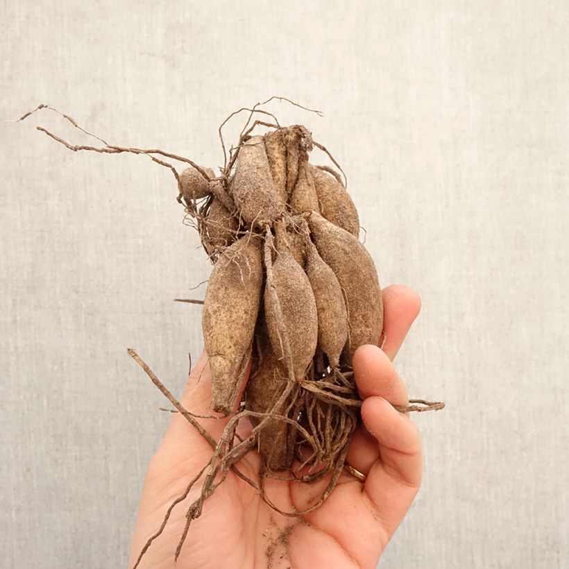 Dalia Beauty Queen Bulbo taglia I esemplare consegnato in primavera