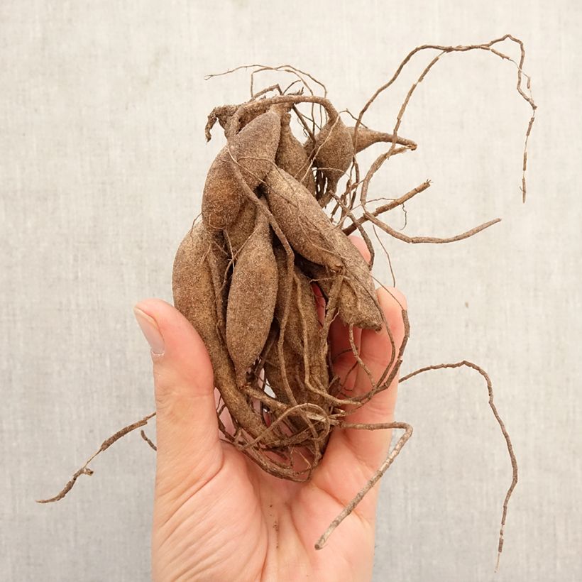 Dalia Black Hero Bulbo taglia I esemplare consegnato in primavera