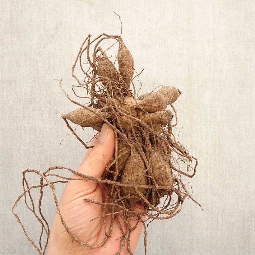 Dalia Blyton Golden Girl Bulbo taglia I esemplare consegnato in primavera