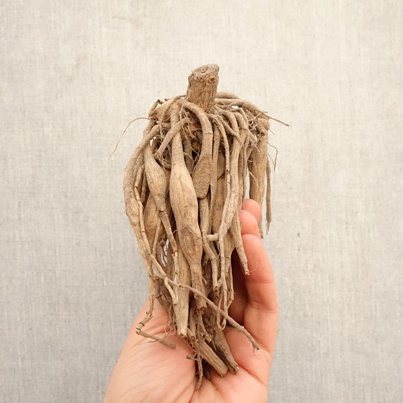 Dalia ball Cum Laude Bulbo esemplare consegnato in primavera