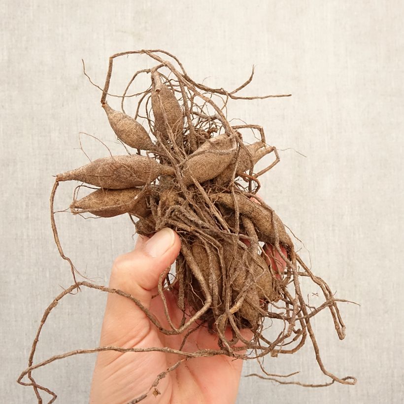 Dalia Dear Alexander Bulbo taglia I esemplare consegnato in primavera