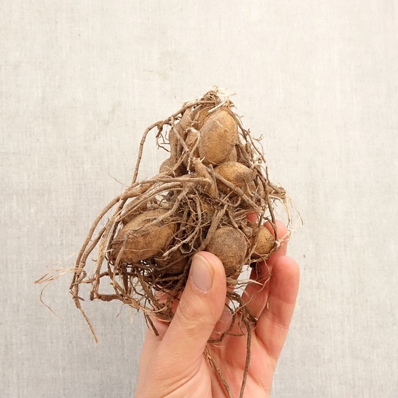 Dalia Ice Baby Bulbo taglia I esemplare consegnato in primavera