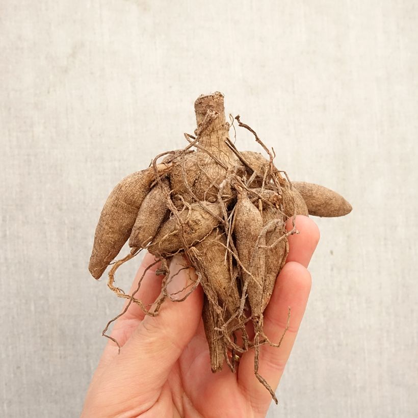 Dalia ball Ivanetti Bulbo taglia I esemplare consegnato in primavera