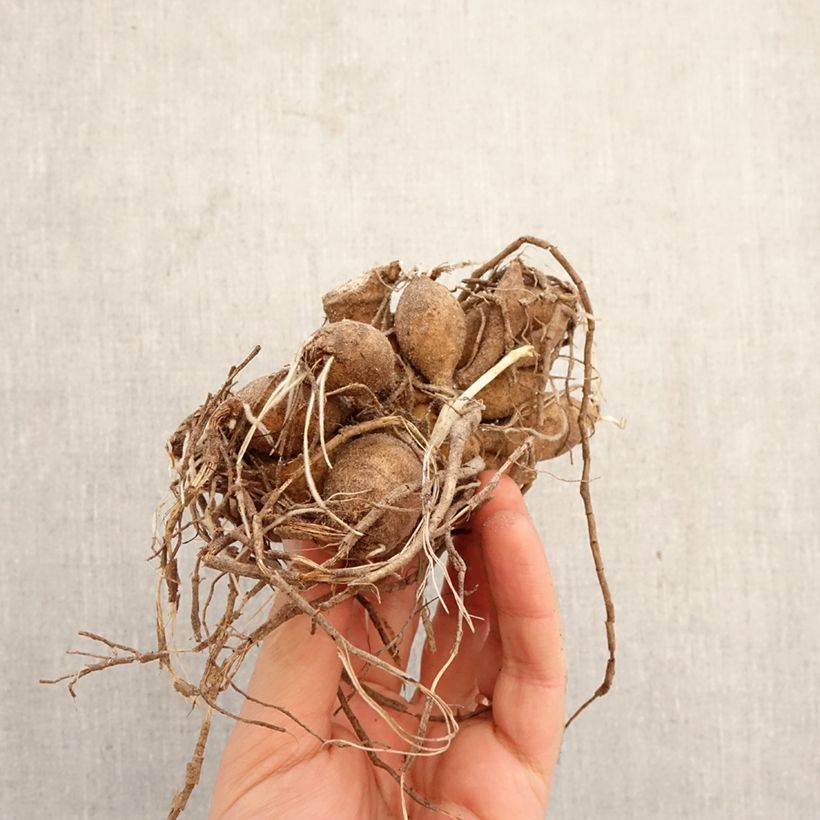 Dalia ball Jowey Frambo Bulbo taglia I esemplare consegnato in primavera