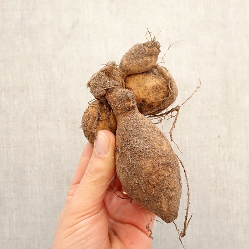 Dalia ball Jowey Linda Bulbo taglia I esemplare consegnato in primavera