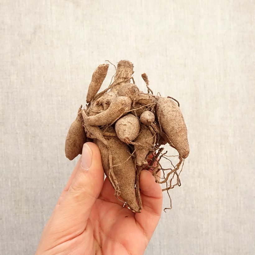 Dalia ball Linda's Baby Bulbo taglia I esemplare consegnato in primavera