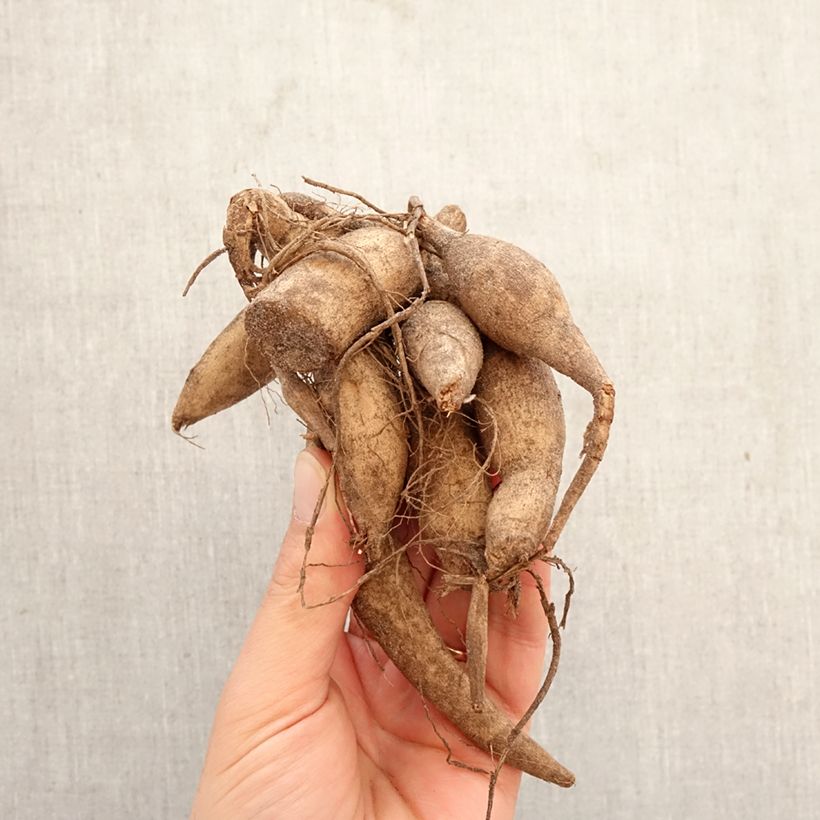 Dalia ball Marble Ball Bulbo taglia I esemplare consegnato in primavera