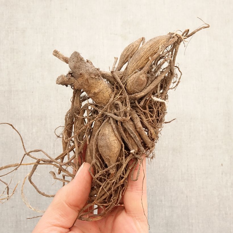 Dalia Marshmallow Baby Bulbo taglia I esemplare consegnato in primavera