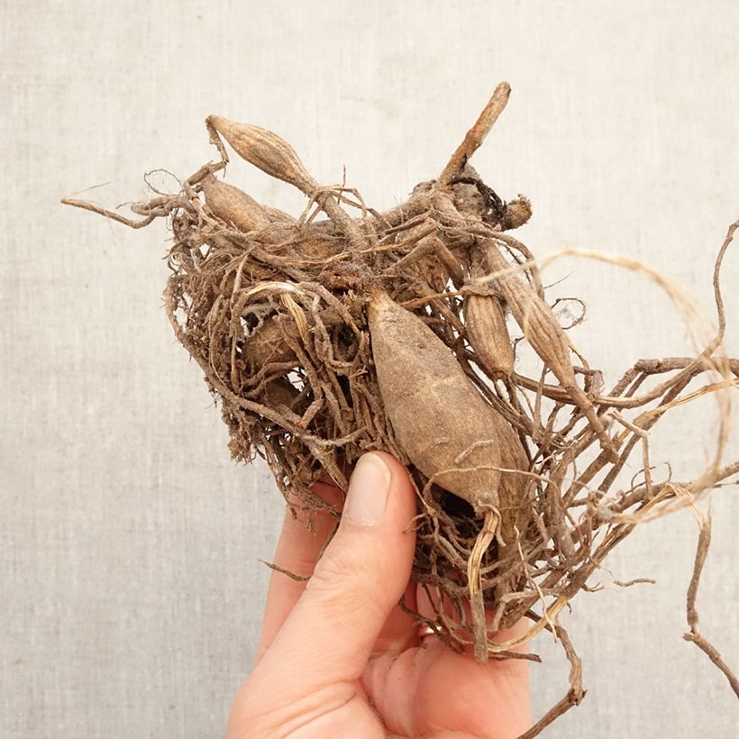 Dalia ball New Baby Bulbo taglia I esemplare consegnato in primavera