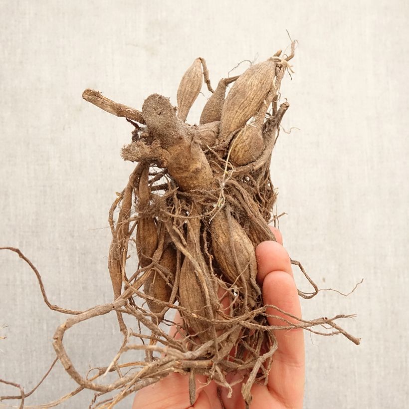 Dalia ball Peter Bulbo taglia I esemplare consegnato in primavera