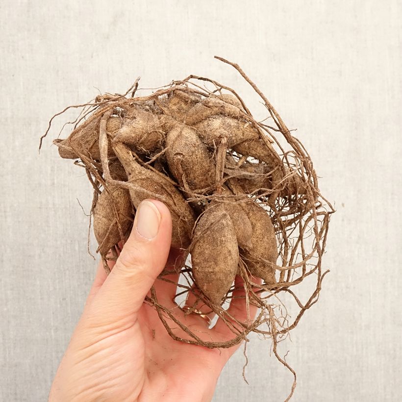 Dalia Pink Ardour Bulbo taglia I esemplare consegnato in primavera