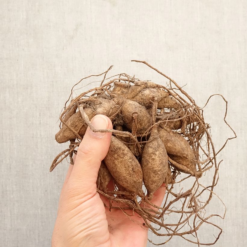 Dalia ball Pink Sylvia Bulbo taglia I esemplare consegnato in primavera