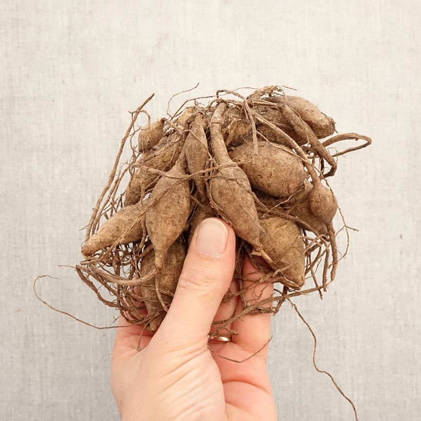 Dalia ball Dahlia Purple Fox Bulbo taglia I esemplare consegnato in primavera