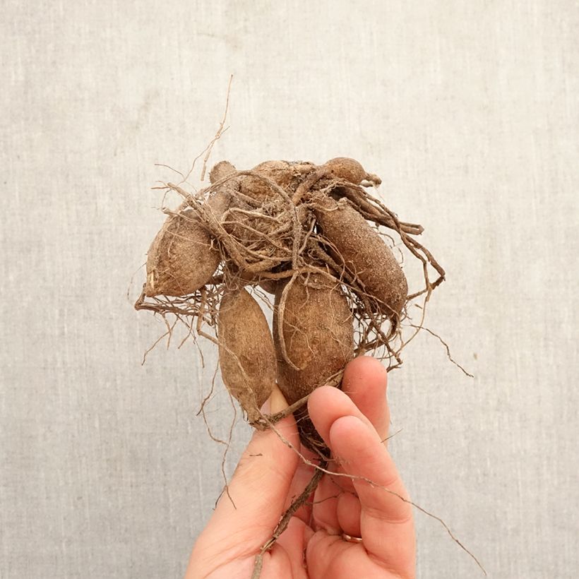 Dalia ball Dahlia Red Fox Bulbo taglia I esemplare consegnato in primavera