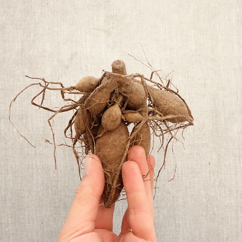 Dalia Smoothy Bulbo taglia I esemplare consegnato in primavera