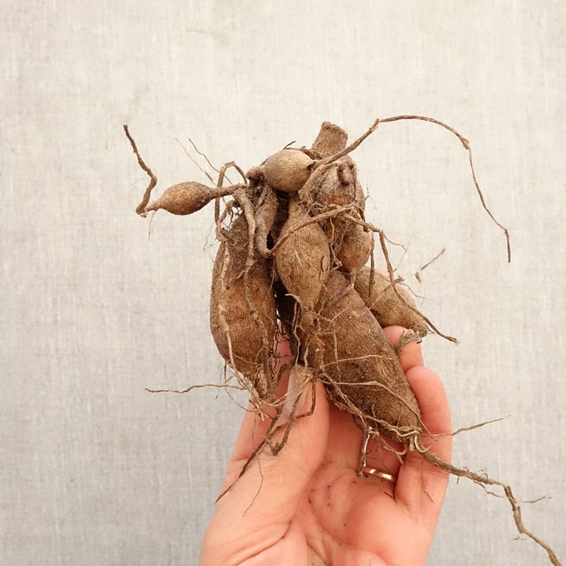 Dalia ball Snow Cap Bulbo taglia I esemplare consegnato in primavera