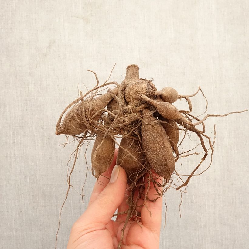 Dalia ball Summer Haze Bulbo esemplare consegnato in primavera