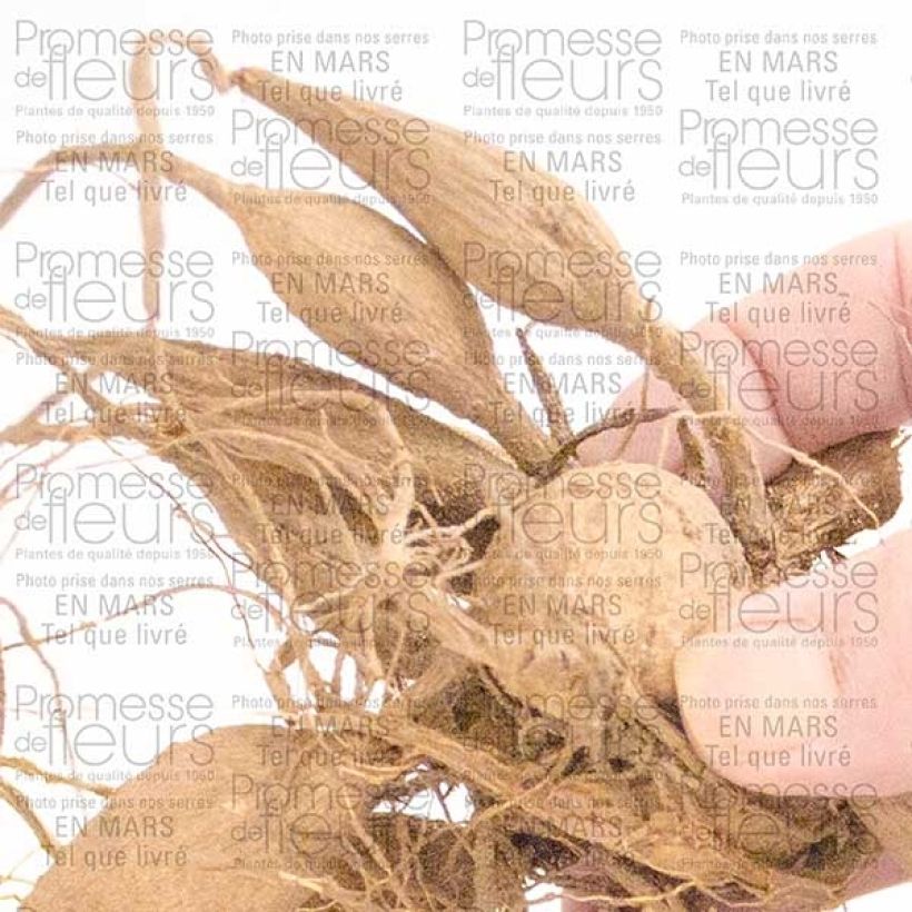 Esempio di esemplare Dahlia décoratif Organza Bulbe come consegnato