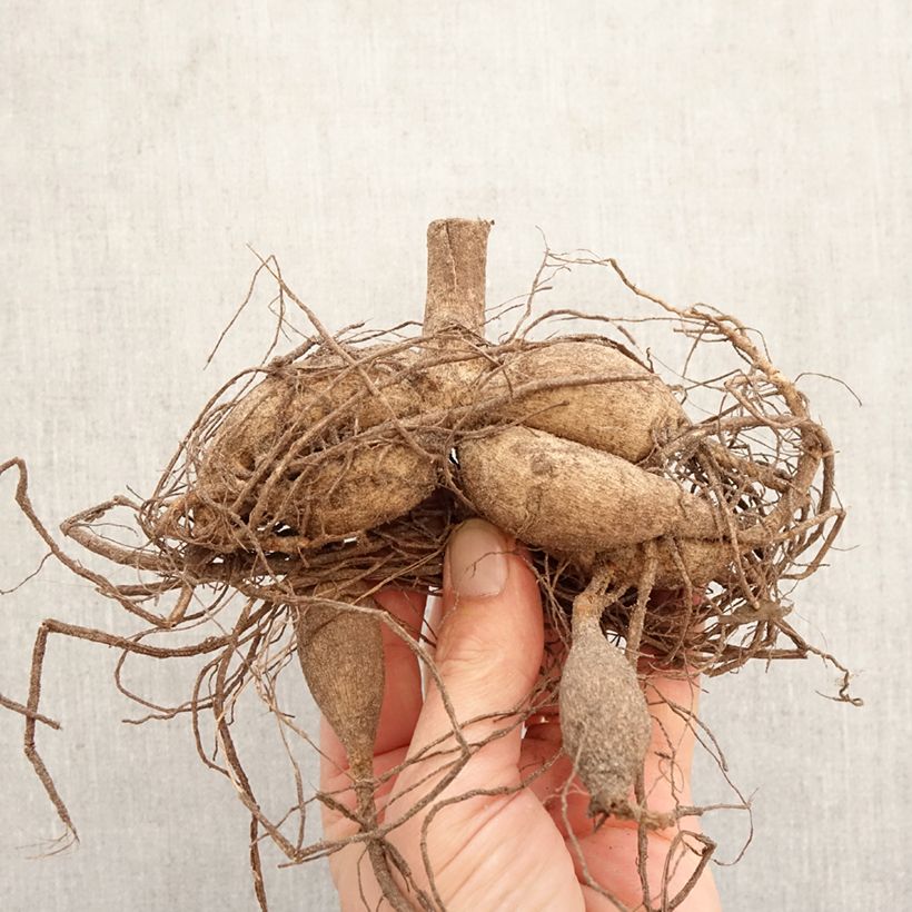 Dalia cactus Admiral Bulbo esemplare consegnato in primavera