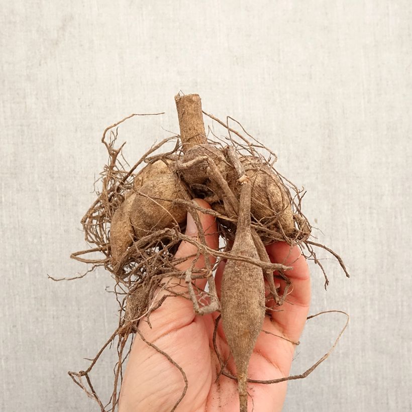 Dalia cactus Camargue Bulbo esemplare consegnato in primavera