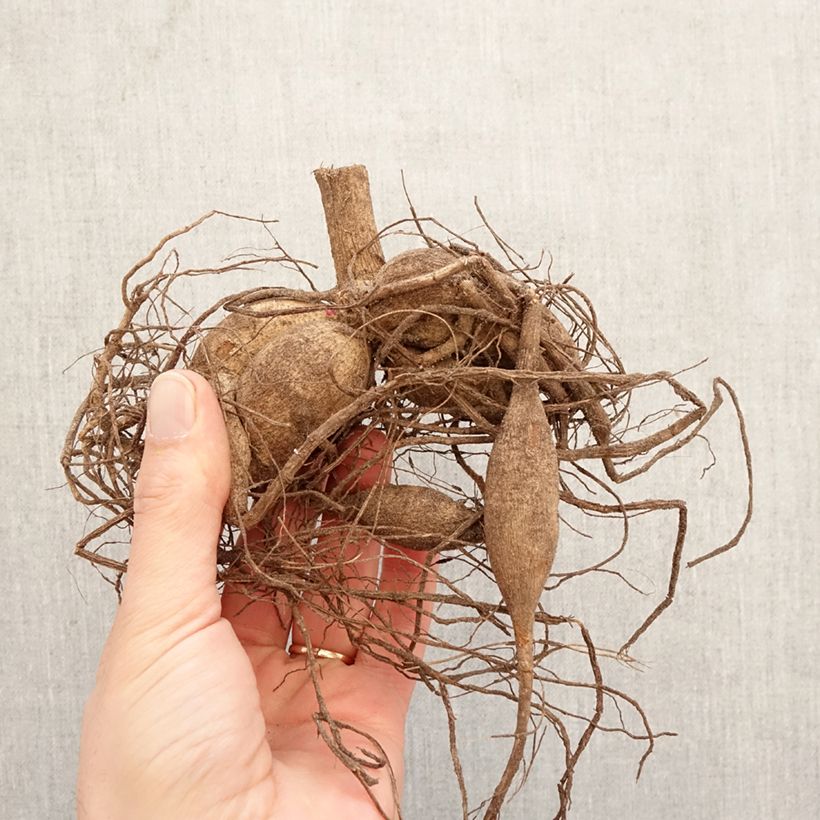 Dalia cactus Chat Noir Bulbo taglia I esemplare consegnato in primavera