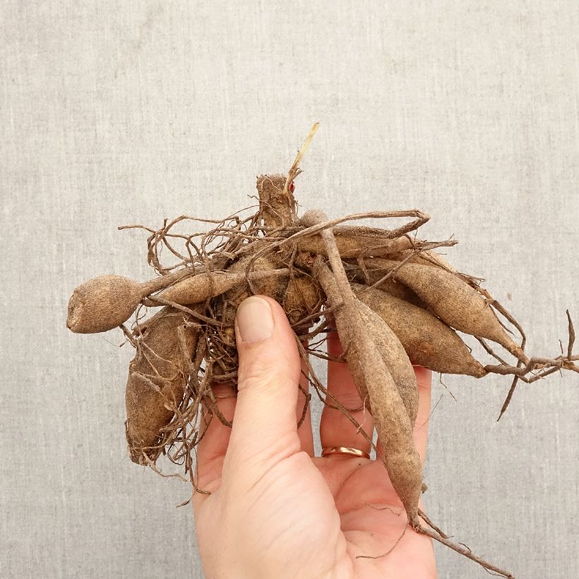 Dalia cactus Black Touch Bulbo taglia I esemplare consegnato in primavera